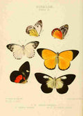 Hewitson W Chapman Butterflies Pieris 2 A4 Photo Print