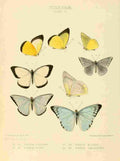 Hewitson W Chapman Butterflies Pieris 3 A4 Photo Print