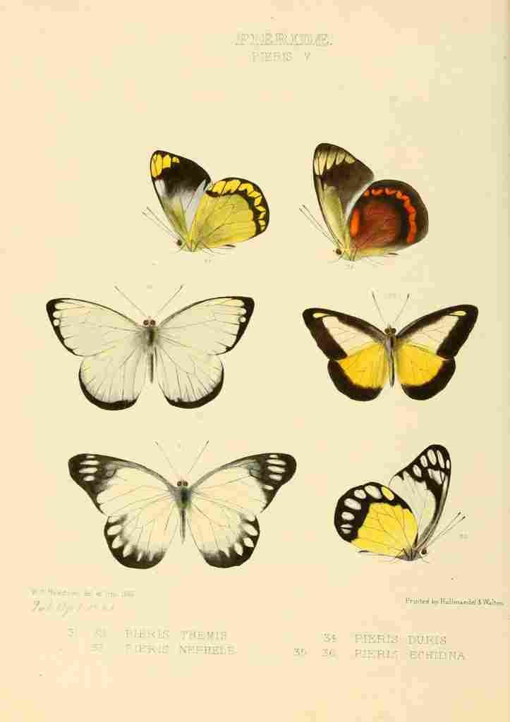 Hewitson W Chapman Butterflies Pieris 4 A4 Photo Print