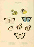 Hewitson W Chapman Butterflies Pieris 5 A4 Photo Print