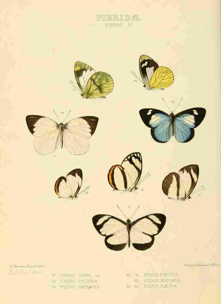 Hewitson W Chapman Butterflies Pieris 5 A4 Photo Print