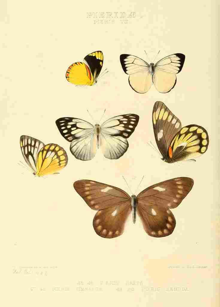 Hewitson W Chapman Butterflies Pieris 6 A4 Photo Print