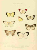 Hewitson W Chapman Butterflies Pieris 7 A4 Photo Print