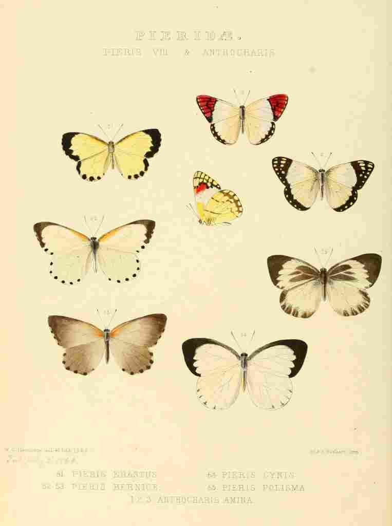 Hewitson W Chapman Butterflies Pieris 7 A4 Photo Print