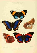 Hewitson W Chapman Butterflies Prepona & Agrias A4 Photo Print