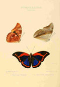 Hewitson W Chapman Butterflies Prepona A4 Photo Print