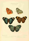 Hewitson W Chapman Butterflies Romalaeosoma 1 A4 Photo Print