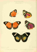 Hewitson W Chapman Butterflies Romalaeosoma 2 A4 Photo Print