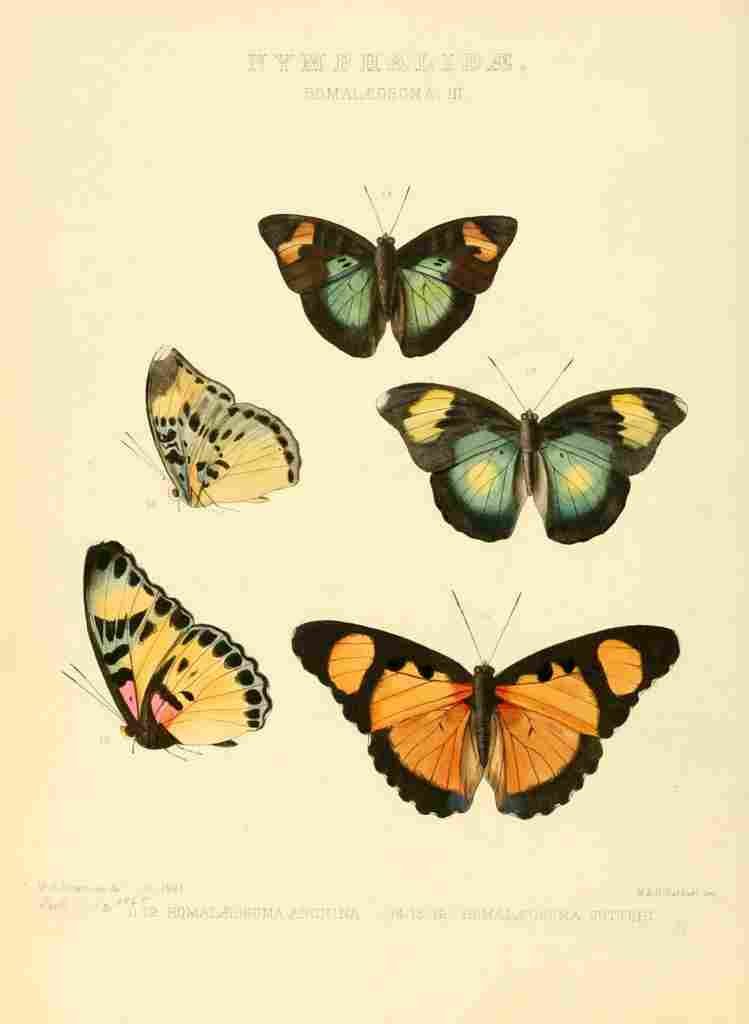 Hewitson W Chapman Butterflies Romalaeosoma 3 A4 Photo Print
