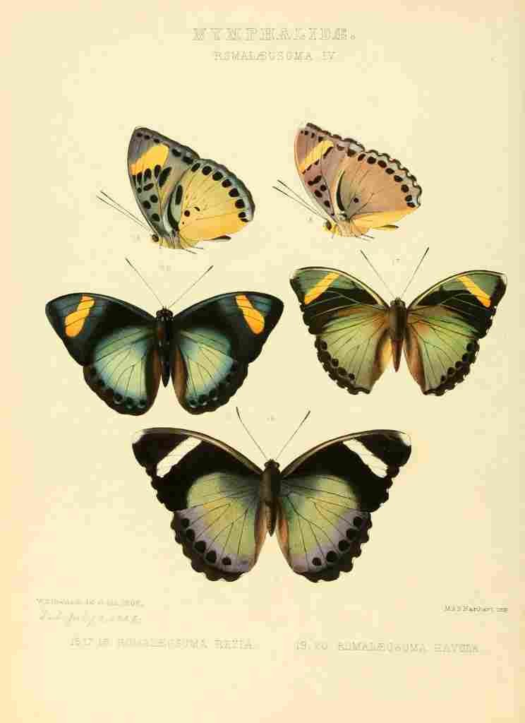 Hewitson W Chapman Butterflies Romalaeosoma 4 A4 Photo Print