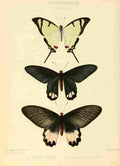 Hewitson W Chapman Butterflies Salvini et al A4 Photo Print