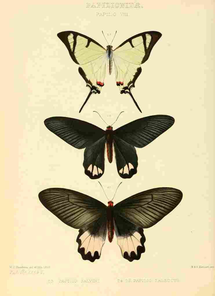 Hewitson W Chapman Butterflies Salvini et al A4 Photo Print