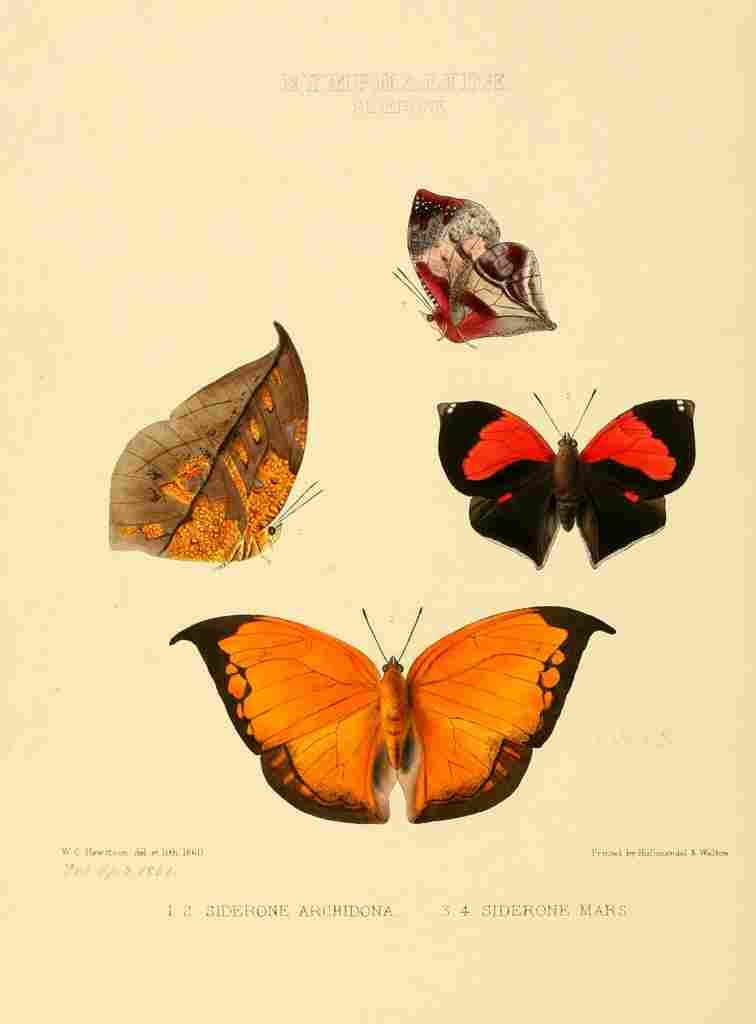 Hewitson W Chapman Butterflies Siderone A4 Photo Print
