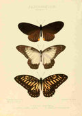 Hewitson W Chapman Butterflies Slateri et al A4 Photo Print