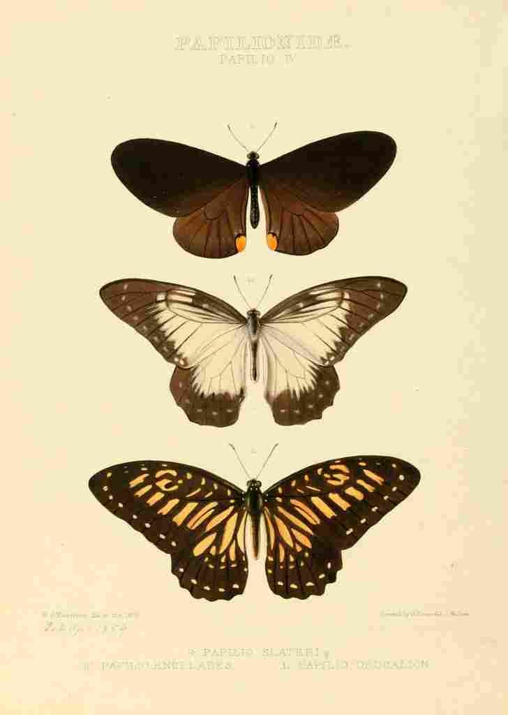 Hewitson W Chapman Butterflies Slateri et al A4 Photo Print