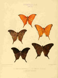 Hewitson W Chapman Butterflies Timetes A4 Photo Print
