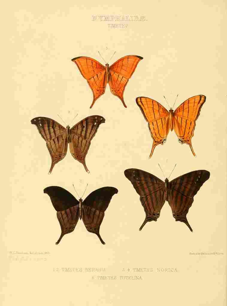 Hewitson W Chapman Butterflies Timetes A4 Photo Print