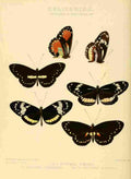 Hewitson W Chapman Butterflies Tithorea & Heliconia A4 Photo Print