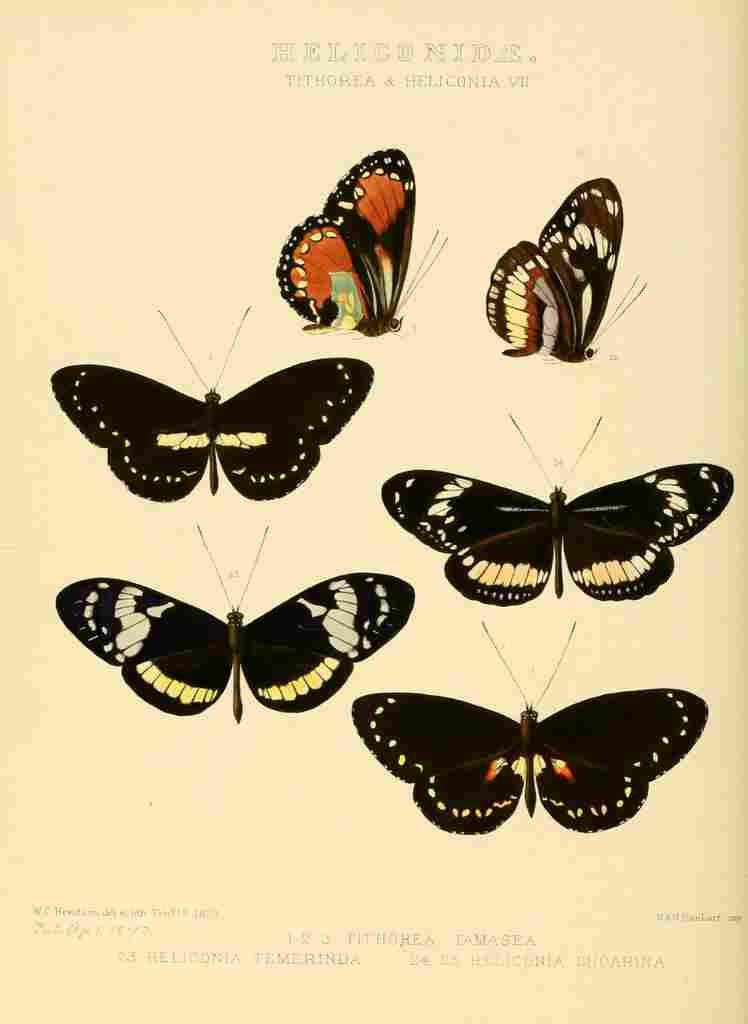 Hewitson W Chapman Butterflies Tithorea & Heliconia A4 Photo Print