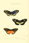 Hewitson W Chapman Butterflies Tithorea A4 Photo Print