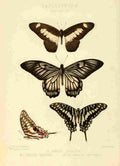 Hewitson W Chapman Butterflies Ucalegon et al A4 Photo Print