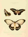 Hewitson W Chapman Butterflies Wallacei et al A4 Photo Print