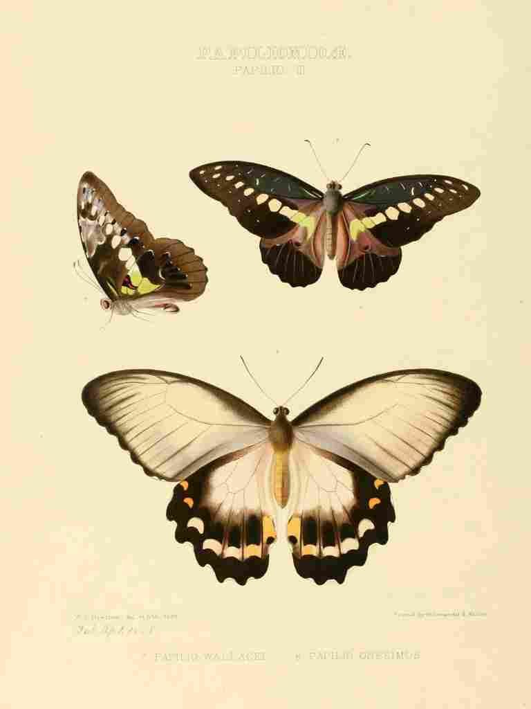 Hewitson W Chapman Butterflies Wallacei et al A4 Photo Print