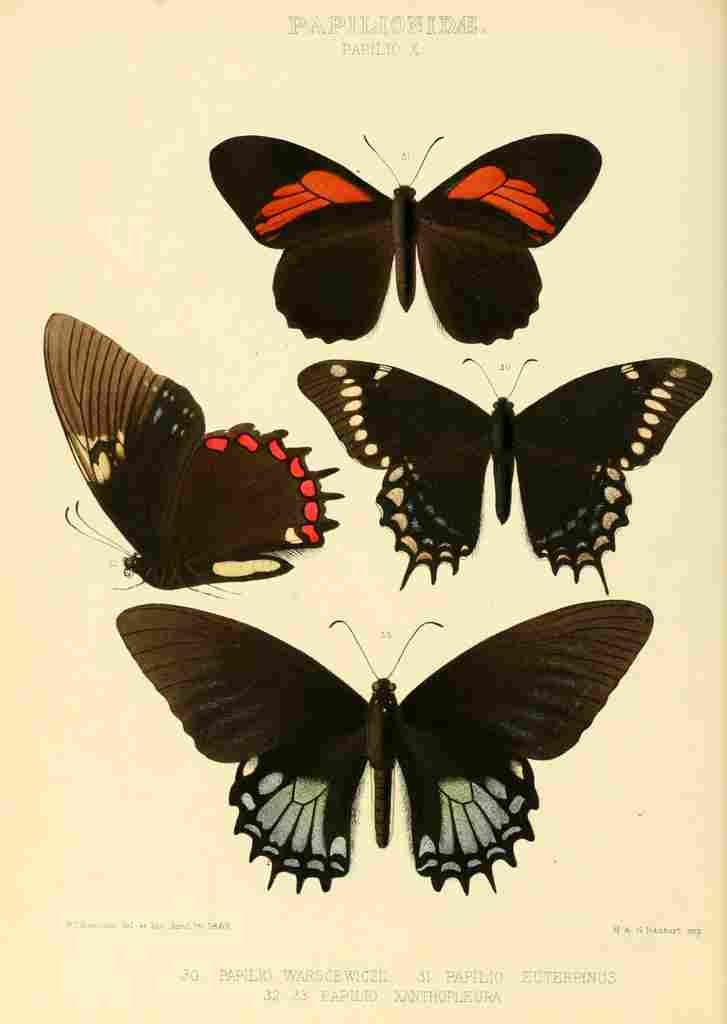 Hewitson W Chapman Butterflies Warscewiczii A4 Photo Print
