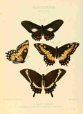 Hewitson W Chapman Butterflies Xeniades et al A4 Photo Print