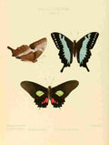 Hewitson W Chapman Butterflies Xynias et al A4 Photo Print