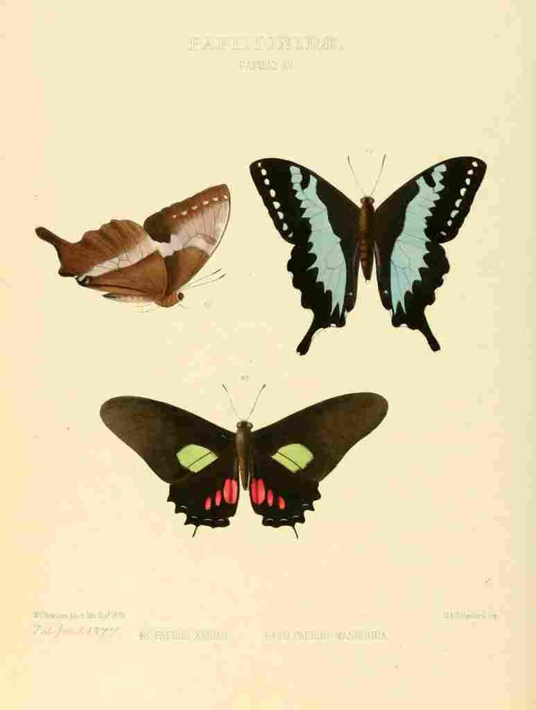 Hewitson W Chapman Butterflies Xynias et al A4 Photo Print