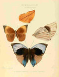 Hewitson W Chapman Butterflies Zeuxidia A4 Photo Print