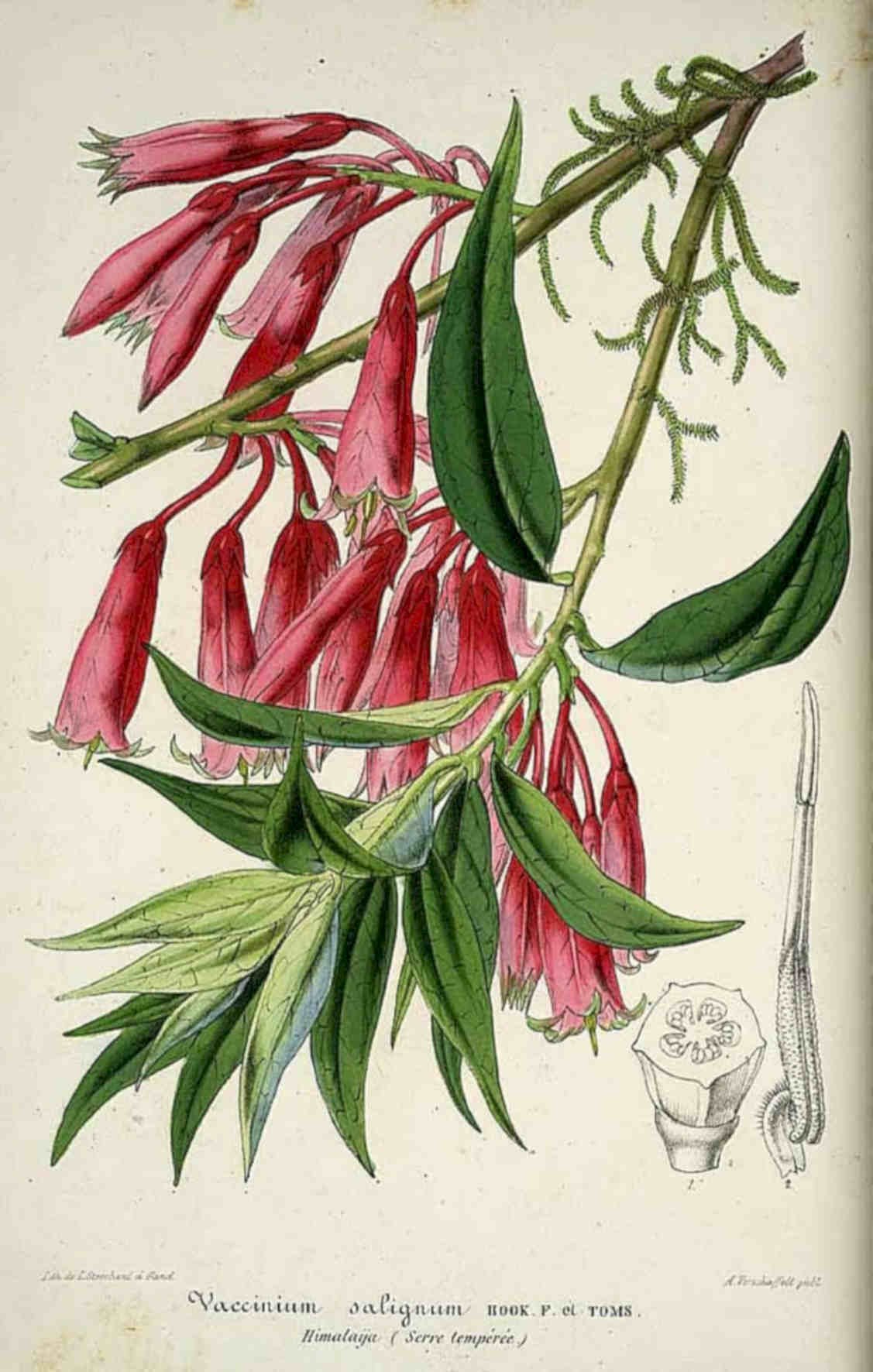 Himalayan Currant Flower Vintage Retro Advert Poster A4 Photo Print