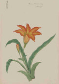 Hime kuwanso lily c1870 Vintage A4 Photo Print