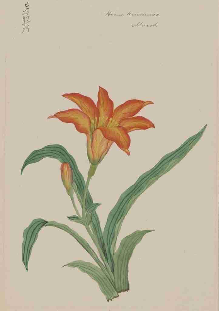 Hime kuwanso lily c1870 A4 Photo Print