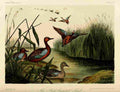 Hitchcock 1862 Red breasted Teal A4 Photo Print