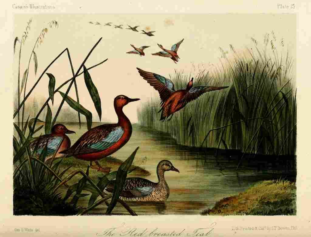 Hitchcock 1862 Red breasted Teal A4 Photo Print