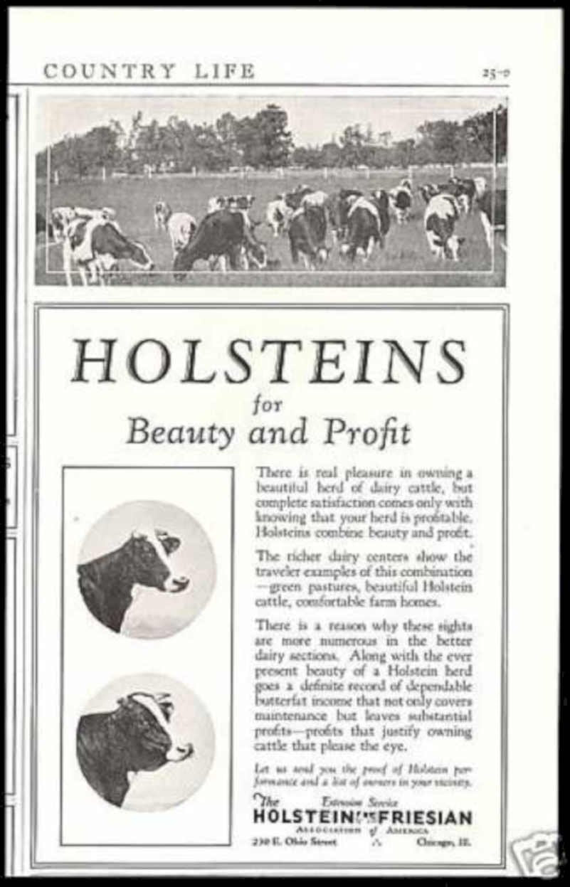 Holstein Cattle Pasture Vintage Retro Advert Ads A4 Photo Print