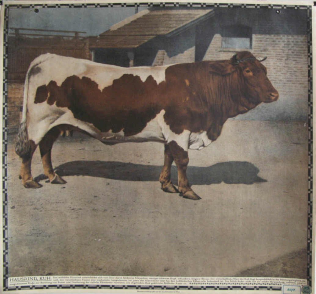 Holstein Cow Hausrind Vintage Retro Advert Ads A4 Photo Print