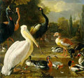 Hondecoeter 80Pelican  A4 Photo Print