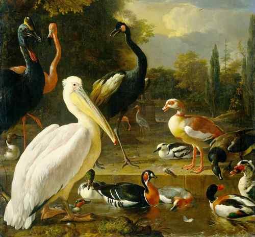 Hondecoeter 80Pelican  A4 Photo Print