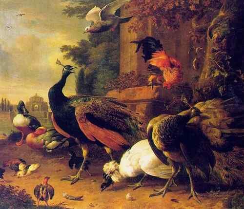 Hondecoeter 86Birds  A4 Photo Print