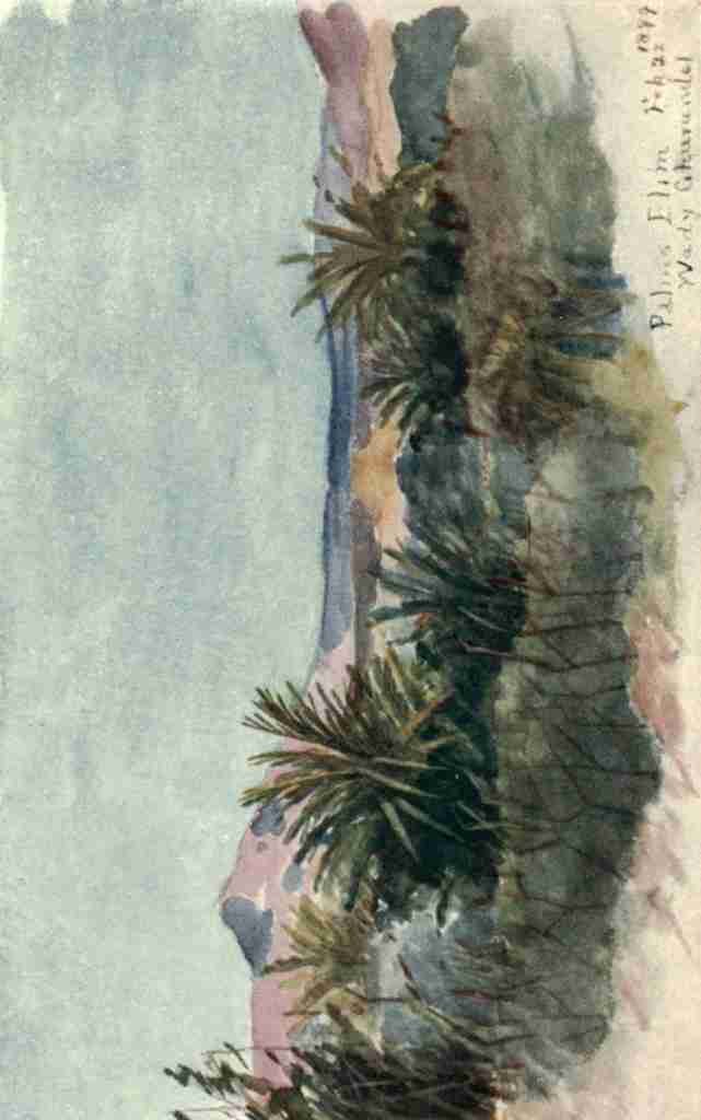 Hornby Frances M Sinai & Petra 1907 Elim Palms A4 Photo Print