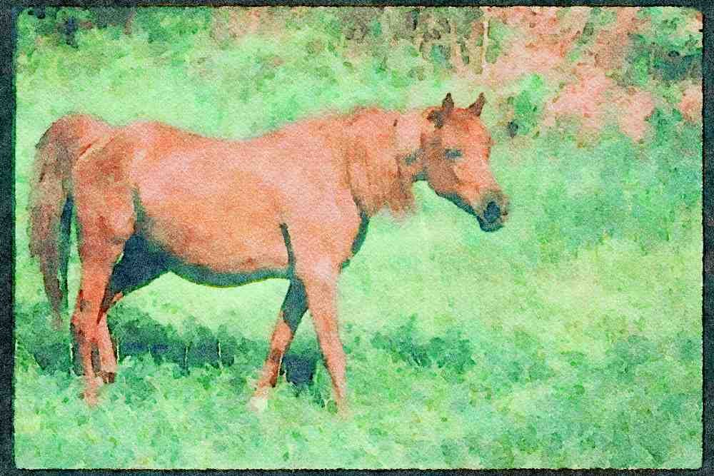 Horse 113003 Arabian Horse A4 Limited Edition Watercolour Print