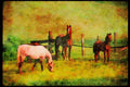 Horse 113004 Arabian Horses Mares With Foals A4 Limited Edition Watercolour Print