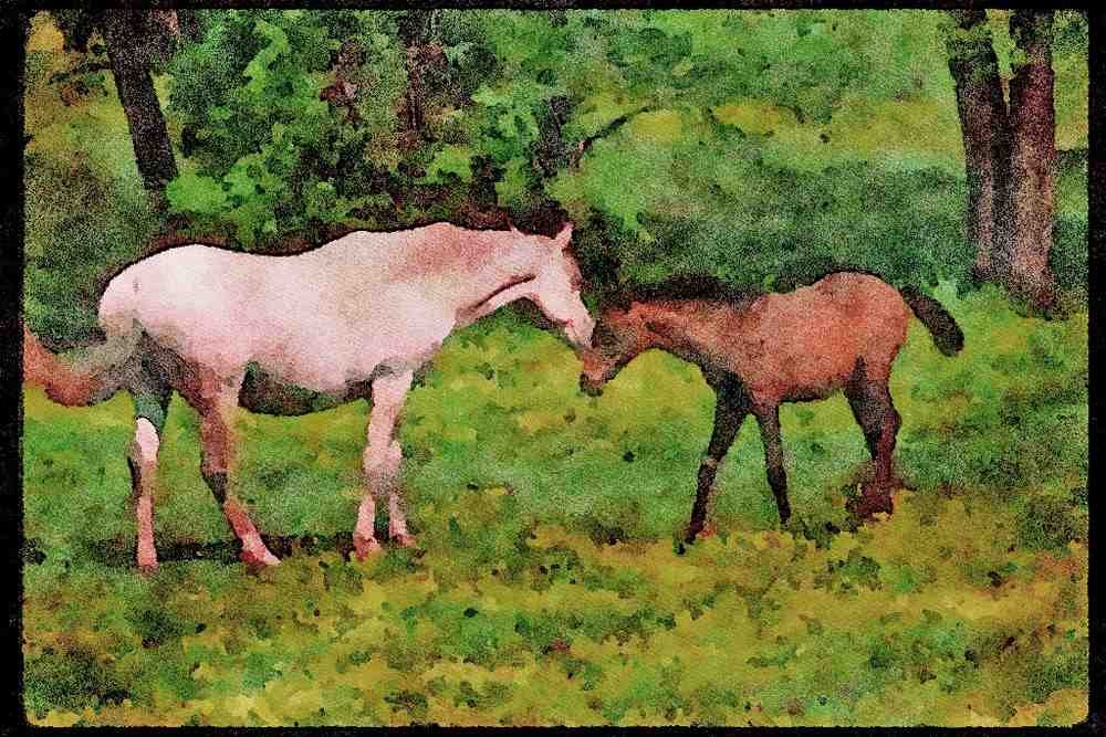 Horse 113005 Arabian Horses Mare With Foal A4 Limited Edition Watercolour Print
