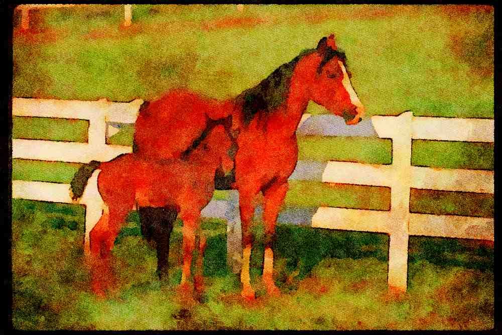 Horse 113010 Arabian Horses Mare With Foal A4 Limited Edition Watercolour Print