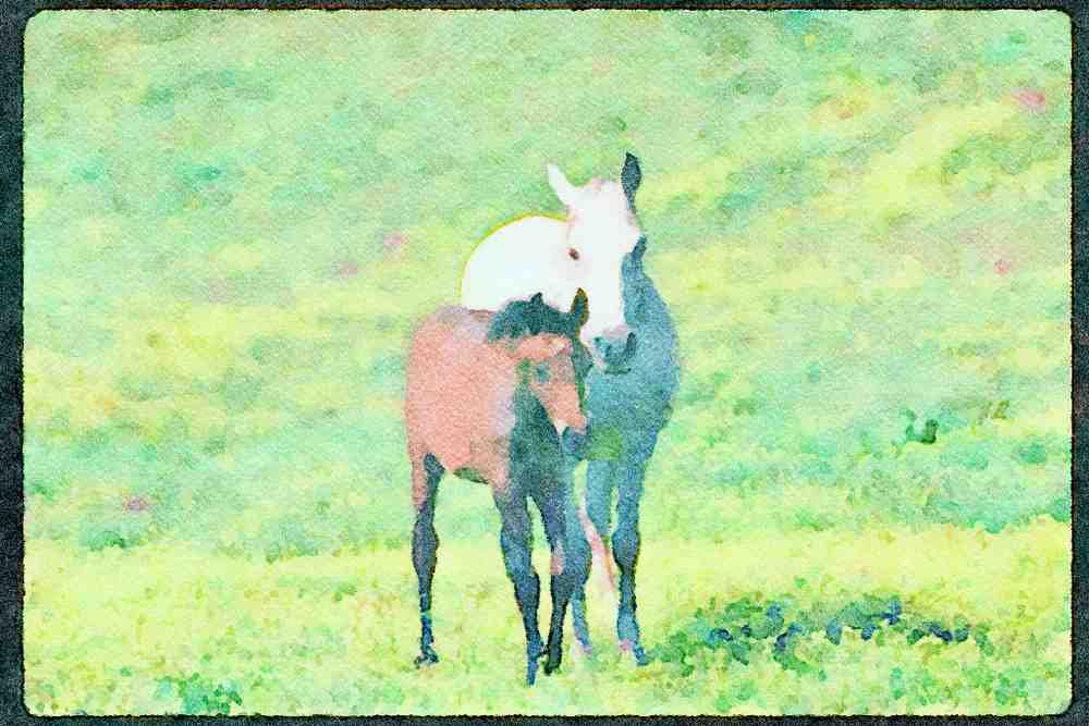 Horse 113011 Arabian Horses Mare With Foal A4 Limited Edition Watercolour Print