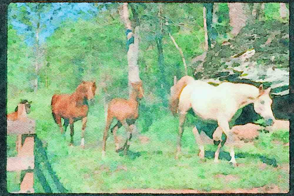 Horse 113012 Arabian Horses Mare With Foals A4 Limited Edition Watercolour Print