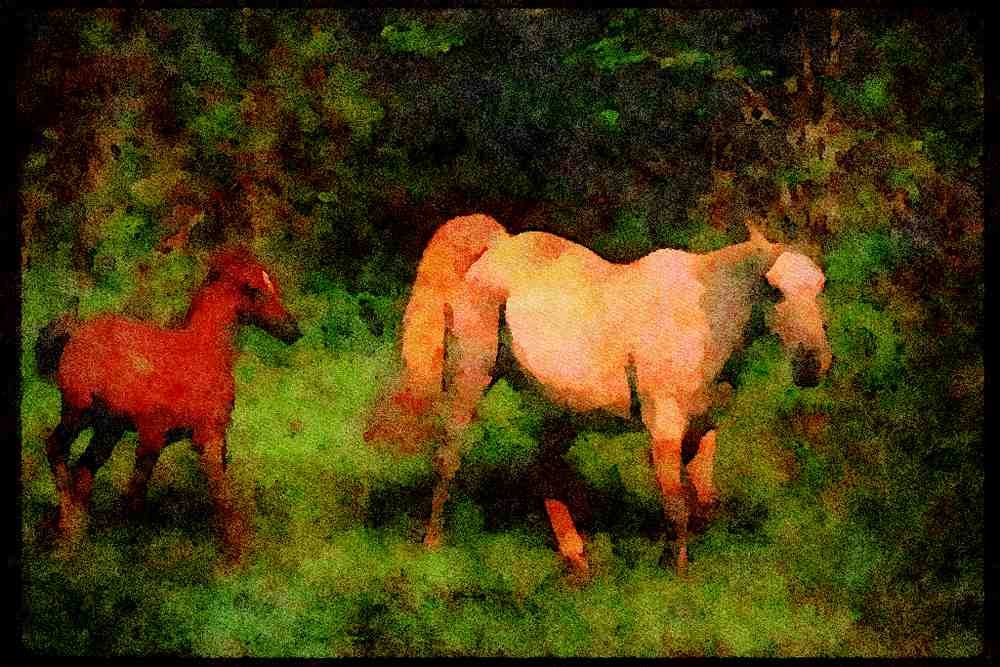 Horse 113013 Arabian Horses Mare With Foal A4 Limited Edition Watercolour Print